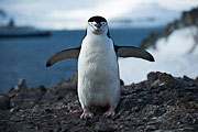 Picture 'Ant1_1_03769 Chinstrap Penguin, Penguin, Pygoscelis Antarcticus, Antarctica and sub-Antarctic islands, South Shetland Islands, Half Moon Island'